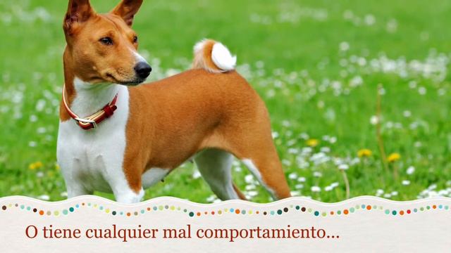 Como Educar a un Basenji - Entrenamiento de Perro Basenji смотреть онлайн