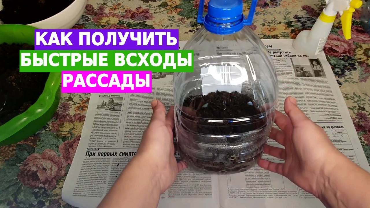 Как получить быстрые и здоровые всходы рассады смотреть онлайн