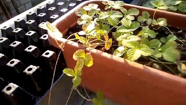 Семена клубники из Китая смотреть онлайн
