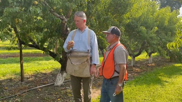Welcome to the Peach Orchard- picking peaches смотреть онлайн