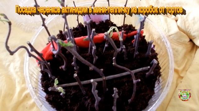 Посадка черенков актинидии в мини-тепличку из коробок от тортов смотреть онлайн