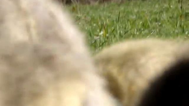 Рыжая гусыня смотреть онлайн