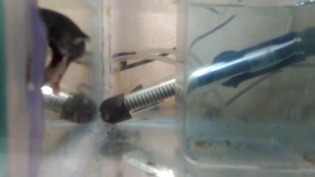 Рыбка петушок Где купить Как содержать смотреть онлайн