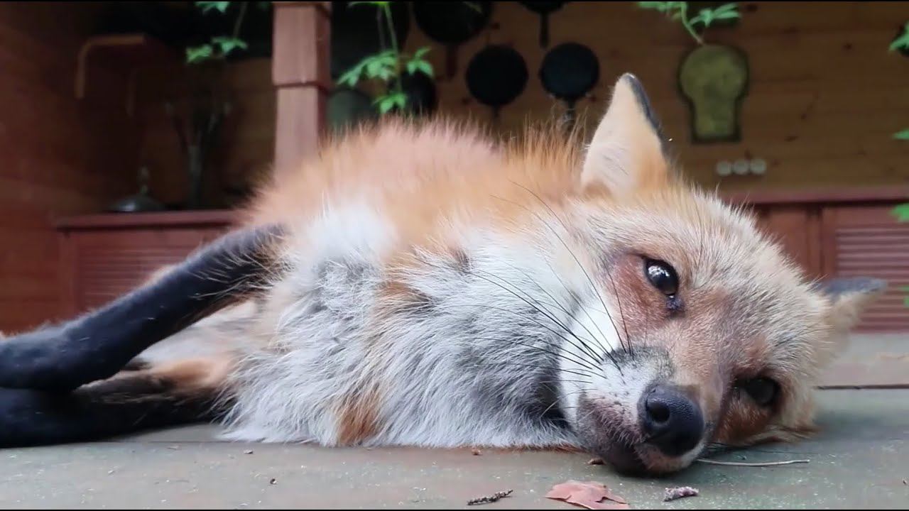 Ли Сяо / Alice the Fox Лиса Алиса (Лиса контролирует вход в дом) смотреть онлайн