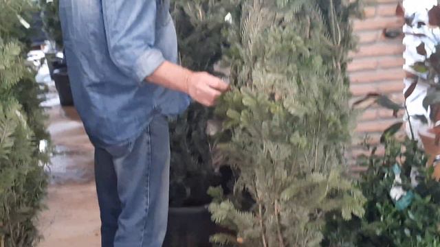 УРА!! КУПИЛИ ЕЛКУ!!! #spain #marbella #жизньвиспании #новыйгод2024 смотреть онлайн