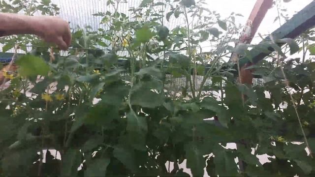 Гидропонная система NFT.Опыление помидор в гидропонной теплице Minona. смотреть онлайн