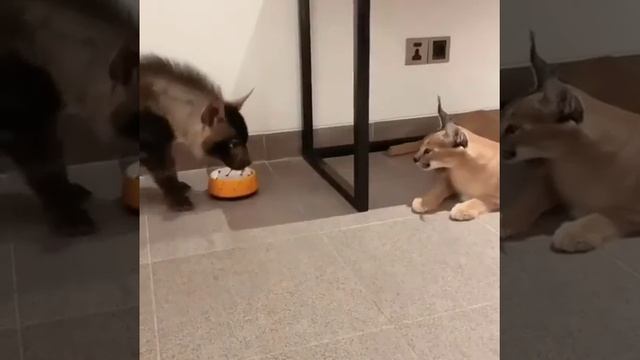 Детеныш коричневой гиены | Приколы самых милых животных | #Shorts смотреть онлайн