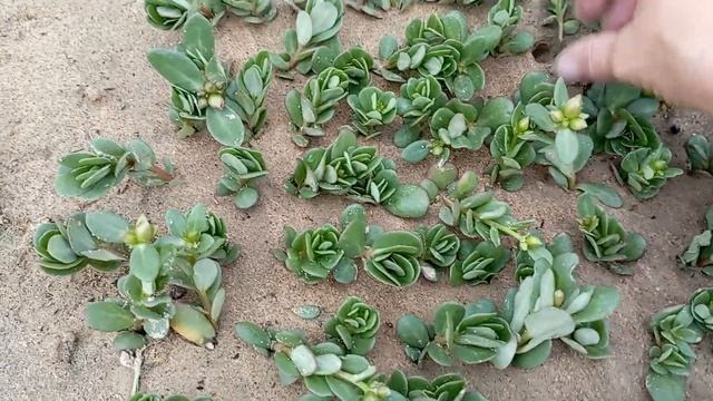 ПОРТУЛАК. вегетативный смотреть онлайн