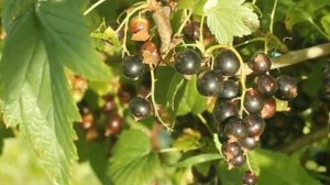 Болезни смородины и крыжовника. Столбчатая и бокальчатая ржавчина