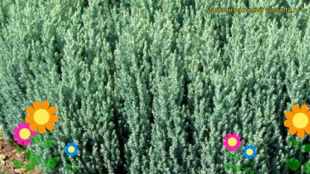 Можжевельник горизонтальный Грей Перл. Краткий обзор, описание juniperus horizontalis Grey Pearl смотреть онлайн