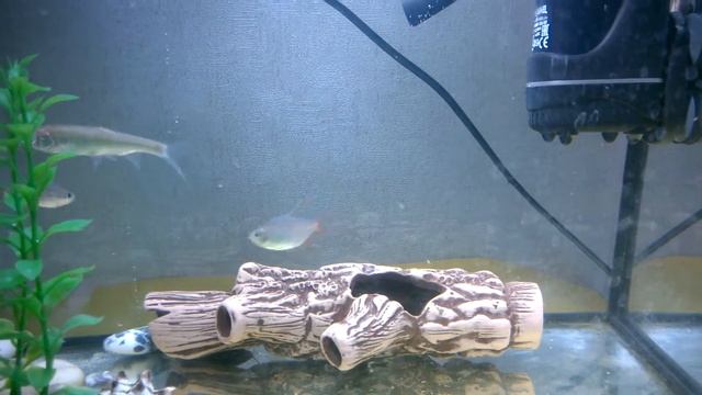 Кормление после адаптации