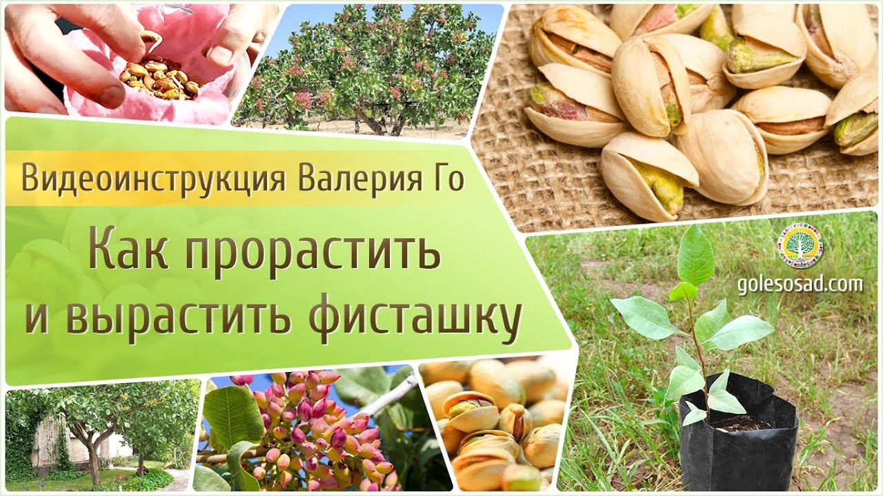 Как прорастить и вырастить фисташку?! смотреть онлайн