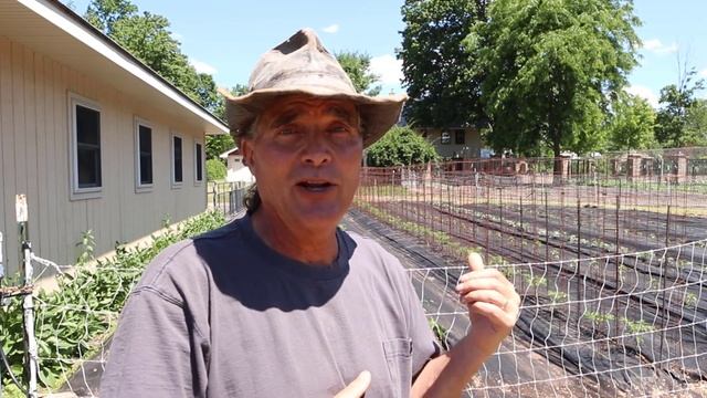 San Marzano Tomato Care смотреть онлайн