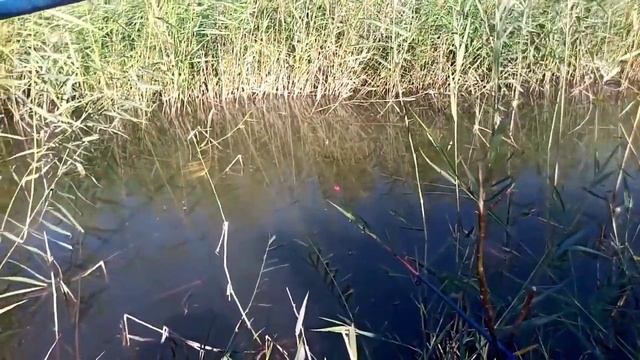 Рыбалка н1#5