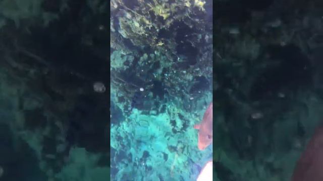 рыбки Красного моря смотреть онлайн