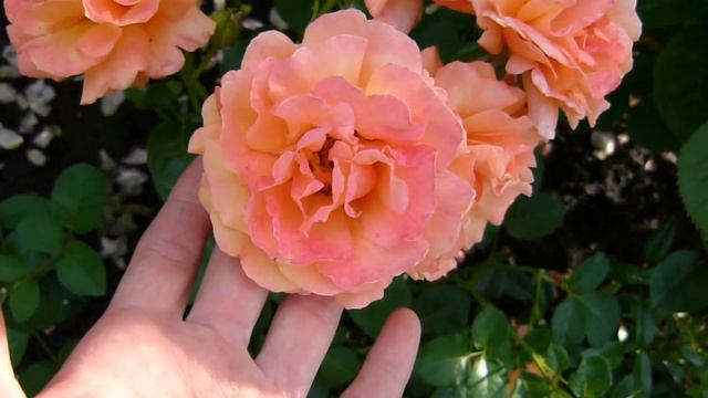 Обрезка чайно -гибридной розы Супер гранд аморе Летом и небольшая прогулка по сортам роз. смотреть онлайн