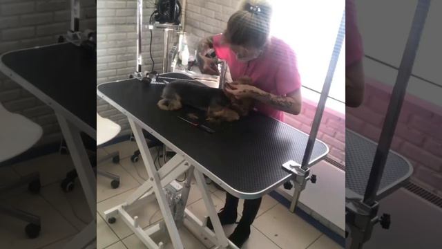 Груминг Йорка. Запись на груминг по 📞 8 964 631 81 21 смотреть онлайн