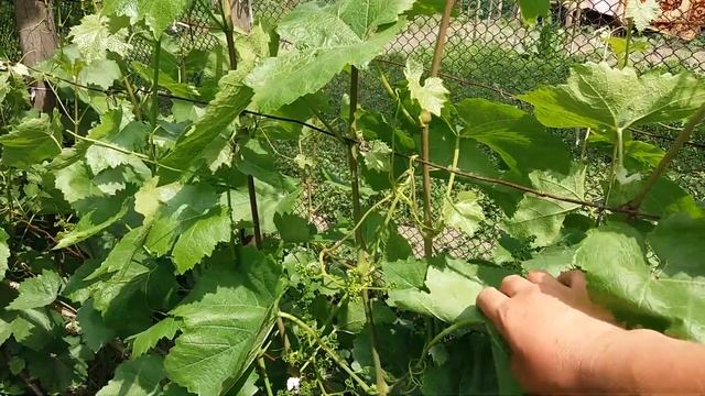 Виноград перед цветением. Спустя неделю после подкормки удобрением Мастер. 30.05.18 г. смотреть онлайн