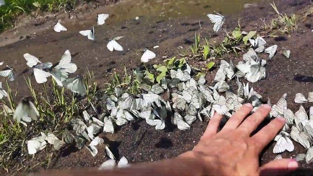 Бабочки боярышницы смотреть онлайн