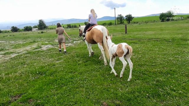 Болгария июнь 2022.Ранчо El Paso. Конная база. смотреть онлайн