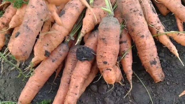 Урожай моркови и свеклы 2020