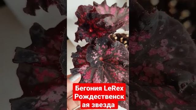 Бегония ? LeRex Рождественская звезда #Shorts #умелаяхозяйка смотреть онлайн
