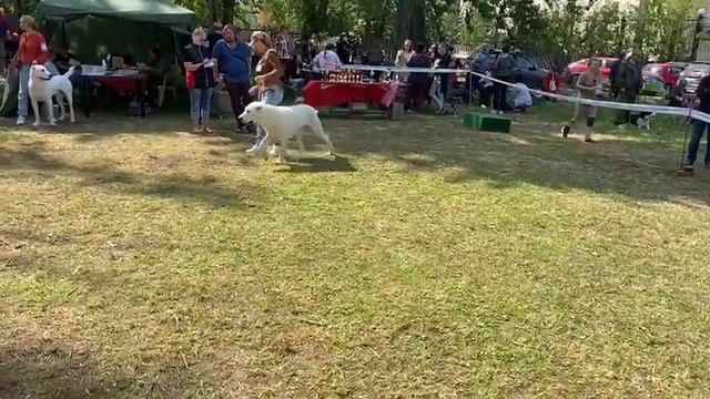 Питомник Бишенели Трайпл Траст Хантер отл. С ЮКЧК на выставке собак МОНО 08.08.2021г г Пермь . смотреть онлайн