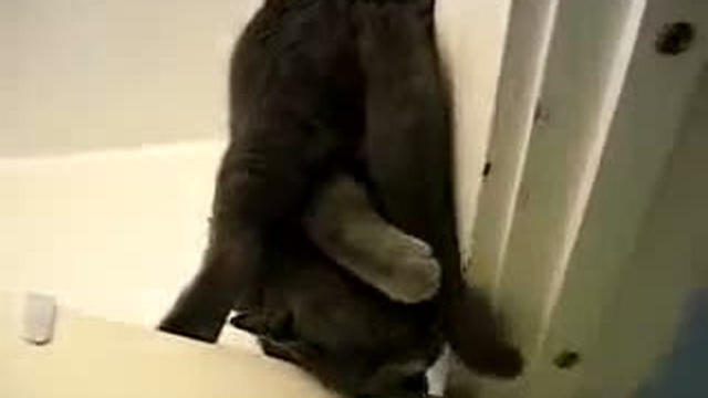 Котэ акробат))) смотреть онлайн