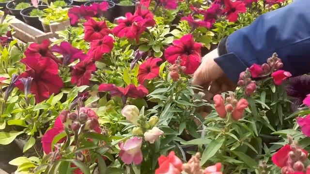 СОСЕД УМОЛЯЕТ ПРОДАТЬ ЕМУ ЦВЕТЫ хочет сделать шикарную клумбу смотреть онлайн