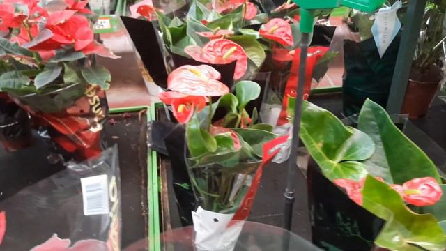 Bauhaus bahçe dünyası💐Çiçek çeşitleri çiçek fiyatları смотреть онлайн