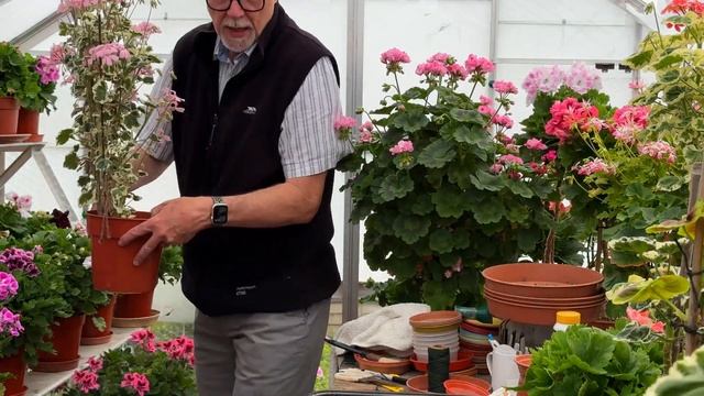 A look at my trained Pelargoniums - late May 2023 смотреть онлайн