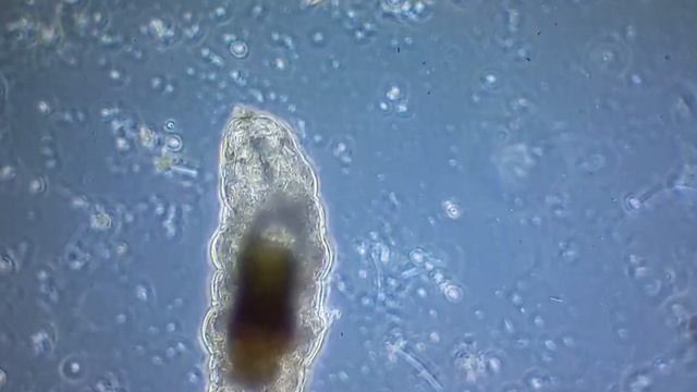 Тихоходка ходит. \ Water bear (Tardigrada). смотреть онлайн