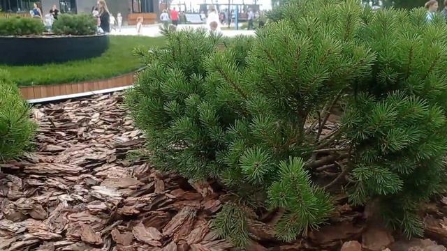 Кронштадт глазами туриста. За один день много не увидеть. смотреть онлайн