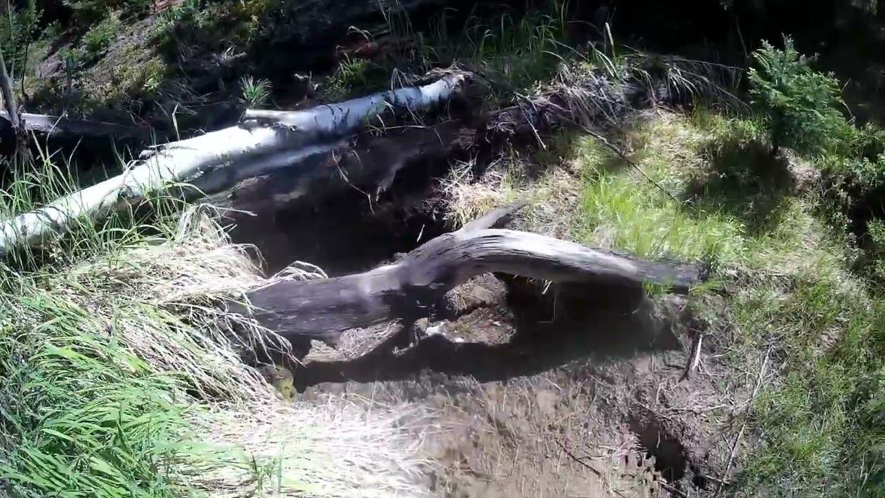 Выезд охотколлектива в Гольцовые угодья. смотреть онлайн