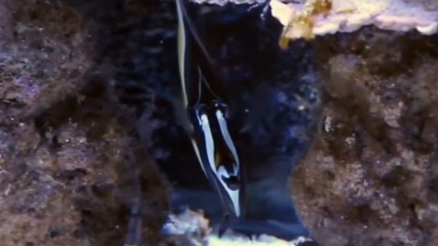 Finding Nemo: The Live Action Remake (Part 17) смотреть онлайн