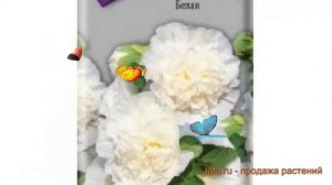 Роза обыкновенная Шток роза Белая ? обзор: как сажать, семена розы Шток роза Белая