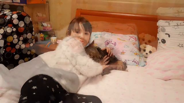 ЙОРК ТАСЯ, йоркширский терьер, говорящая собака. ЗНАКОМЬТЕСЬ! смотреть онлайн