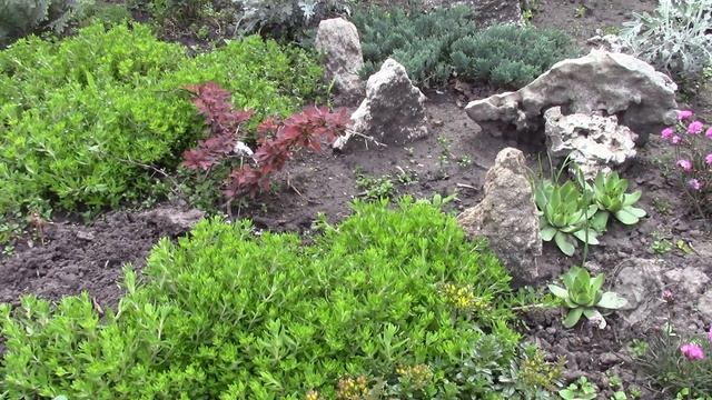 ПОЧВОПОКРОВНЫЕ РАСТЕНИЯ  УКРАШЕНИЕ САДА И ЦВЕТНИКА!