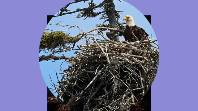 Василий Климов.  Эволюция птичьих гнёзд