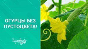 Огурцы БЕЗ пустоцвета! Рекомендует профессор Мамедов!
