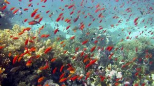 Diving in Sharm el Sheikh with Reef Oasis Dive Club