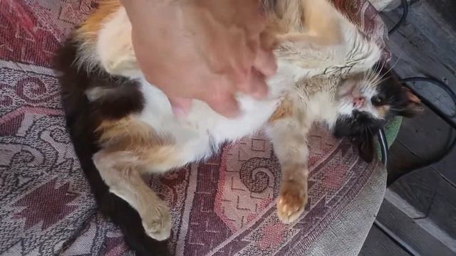 Котики. Зорька любит когда чешут брюшко смотреть онлайн