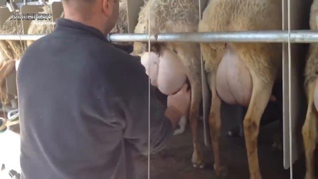 Amazing Modern Automatic Sheep Farming Technology - Fastest Shearing, Cleaning and Milking Machines смотреть онлайн