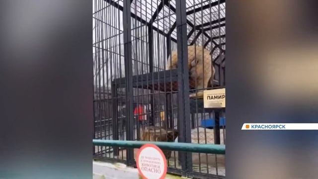 В «Роевом Ручье» мужчина тыкал веткой бурого медведя смотреть онлайн