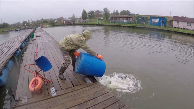 Запуск осетра!!!Клевое Место д.Савельево смотреть онлайн