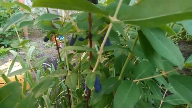 Жимолость съедобная.Сорт Бакчарский великан. смотреть онлайн