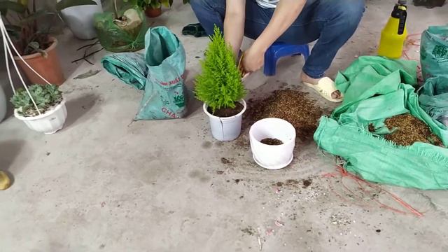 Cách trồng và chăm sóc cây Tùng Thơm tươi tốt смотреть онлайн
