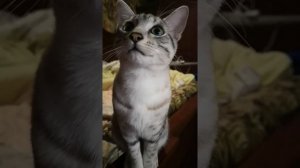 Котик поет песенку
