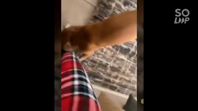 смешные моменты с животными смотреть онлайн