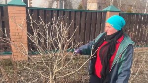 СИРЕНЬ. СИРЕНЬ НА ШТАМБЕ. ОБРЕЗКА И ФОРМИРОВАНИЕ.